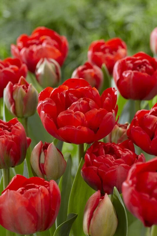 Buy Queen of Night - 25 bulbs Online | Burnside Farms Tulip Bulbs